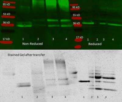 Western Blot: Aldolase A Antibody [Biotin] [NB100-2003] - 300 ul aliquots of whole anti-aldolase antiserum were used to precipitate purified aldolase and precipitates with controls were compared by SDS-PAGE and Western blot. Samples shown are: 1. Purified aldolase 2. 300 ul antiserum, no antigen (neg control) 3. 300 ul antiserum with 100 ul aldolase (2.5 mg/ml) 4. 300 ul antiserum with 200 ul aldolase (2.5 mg/ml) For precipitation, 300 ul of antiserum and an equal volume of aldolase antigen in PBS was incubated 24 hrs at 4C, centrifuged 6 minutes at 13K RPM, washed once with PBS, centrifuged and dissolved in 60 ul 0.1 N NaOH. 90 ul of PBS added, the sample was divided in 2 portions, and an equal volume of reducing (+4% BME) or non-reducing 2X sample buffer was added. The reduced samples were boiled for five minutes, and all samples were run at 140 V for 45 minutes on a 4-20% tris/glycine gradient gel. Gel was stained, de-stained and imaged(see attached) using standard protocols.